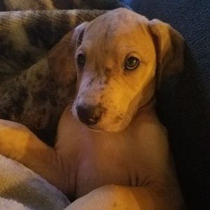 Meet your Posher, Crystal